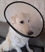Hondenkap, Dieren en Toebehoren, Honden-accessoires, Ophalen of Verzenden