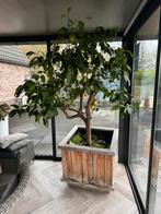 Citroenboom in houten bak, Halfschaduw, 100 tot 250 cm, Zomer, Overige soorten