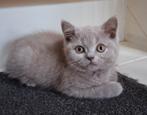 Britse korthaar kittens beschikbaar lilac, Dieren en Toebehoren, Katten en Kittens | Raskatten | Korthaar, Meerdere dieren, Ontwormd