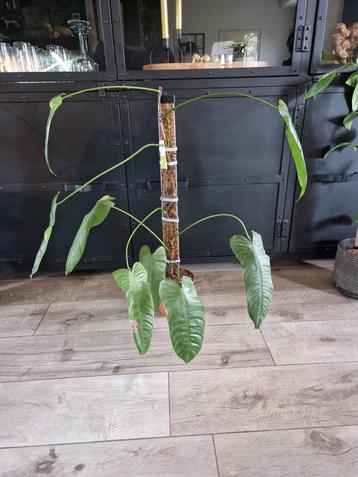 Philodendron Sharoniae Mosquera op mospaal beschikbaar voor biedingen