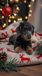 Waar staat mijn warme kertmandje, Dieren en Toebehoren, Nederland, Reu, CDV (hondenziekte), 8 tot 15 weken