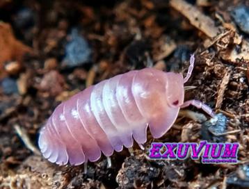 Cubaris sp. Pink Panda King isopods / pissebedden 50% off  beschikbaar voor biedingen