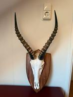 Prachtige Blesbok schedel op Houten schild !, Ophalen of Verzenden, Gebruikt, Wild dier, Schedel
