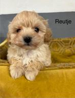 Maltipoo pups, Dieren en Toebehoren, Nederland, Overige rassen, 8 tot 15 weken, Meerdere