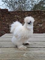 Zijdehoender haan, Mannelijk, Kip