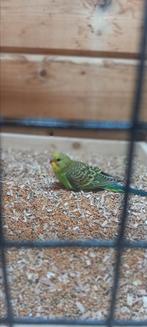 Diverse grasparkieten, Dieren en Toebehoren, Vogels | Parkieten en Papegaaien, Meerdere dieren, Parkiet