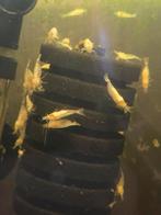 White pearl garnalen, Dieren en Toebehoren, Vissen | Aquariumvissen, Kreeft, Krab of Garnaal