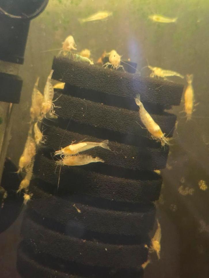 White pearl garnalen, Dieren en Toebehoren, Vissen | Aquariumvissen, Kreeft, Krab of Garnaal