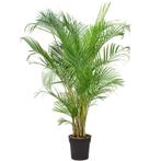 Dypsis Lutescens - Areca Palm g16391