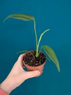 Burle Marx Flame plant, Huis en Inrichting, Kamerplanten, Ophalen of Verzenden, Halfschaduw, Minder dan 100 cm