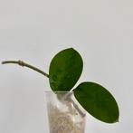 Gewortelde kamerplant stek - Hoya Australis, Ophalen of Verzenden, Overige soorten, Minder dan 100 cm