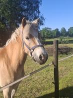 haflinger merrie 3 jaar, Merrie, Gechipt, 3 tot 6 jaar, Onbeleerd
