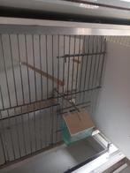 Broedkooien, Meerdere dieren, Postuurkanarie