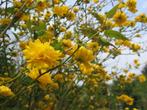 Gezocht : witte Kerria Japonica alba picta variegata Ik zoek, Ophalen, Overige soorten, Struik, 250 cm of meer