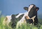 Koe La belle holstein 83, Verzamelen, Ansichtkaarten | Dieren, Ophalen of Verzenden, 1980 tot heden, Ongelopen, Overige soorten