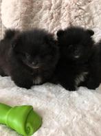 Pomeriaan/ Pomerianen Bearface pups 2 reutjes, 8 tot 15 weken, Meerdere, Meerdere dieren, Nederland