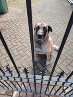 Mechelse herder zeer slim en sterke waakhond, Dieren en Toebehoren, Reu, Eén hond, 3 tot 5 jaar, Herder