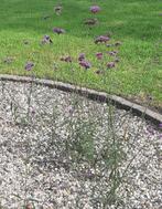 Verbena  IJzerhard, Tuin en Terras, Planten | Tuinplanten, Ophalen, Overige soorten, Volle zon