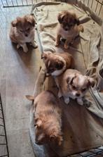 Chihuahua's deerhead, Parvo, 8 tot 15 weken, Meerdere, Meerdere dieren