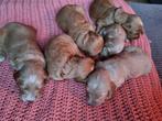Puppy's Goldendoodle x australian labradoodle, Dieren en Toebehoren, Honden | Retrievers, Spaniëls en Waterhonden, Overige rassen