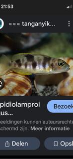 Tangayika Lepidiolamprologus boulengeri/tangayika cichliden, Vis