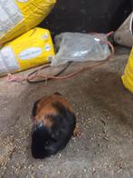 Te koop diverse cavia's zeugjes beertjes borstel gladhaar, Dieren en Toebehoren, Knaagdieren, September, Meerdere dieren, Cavia