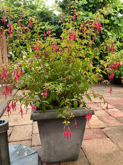 ==SCHITTERENDE== Grote fuchia winterhard, Tuin en Terras, Planten | Struiken en Hagen, Struik, Overige soorten, 100 tot 250 cm