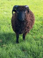 Quesant ram bruin, Dieren en Toebehoren, Schapen, Geiten en Varkens, Mannelijk, Schaap
