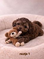 Uitzonderlijk mooie boomer pups. Ook merle / chocokleur !!!, Parvo, Overige rassen, 8 tot 15 weken, Meerdere