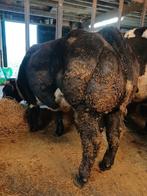 Mooie dikbil, Dieren en Toebehoren, Runderen, Vrouwelijk