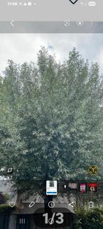 snoeihout  van WILGEN gezocht WISSEN boom struik.gezogt, Ophalen of Verzenden, Overige soorten, Minder dan 100 cm