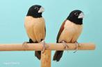 Prachtnonnen, Dieren en Toebehoren, Mannelijk, Tropenvogel, Geringd