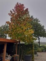 Liquidambar bomen, Tuin en Terras, Planten | Bomen, Ophalen, Volle zon, Overige soorten