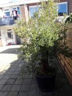 olijfboom   175 vaste prijs, Olijfboom, Halfschaduw, Bloeit niet, Ophalen