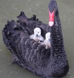 Gezocht: vrouwelijke meerjarige zwarte zwaan, Dieren en Toebehoren, Pluimvee, Vrouwelijk, Gans of Zwaan