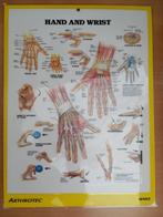 Fraaie plaat met anatomisch model van menselijke hand, spier, Ophalen of Verzenden, Gebruikt, A1 t/m A3, Dier of Natuur