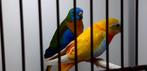 Turquosine parkieten, Dieren en Toebehoren, Mannelijk, Parkiet