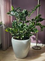 Zamioculcas incl. hoogglans pot  1,30 mtr hoog, Huis en Inrichting, Kamerplanten, Ophalen, 100 tot 150 cm, Overige soorten, In pot