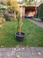 Bananenplant in pot - Tropische sfeer!, Tuin en Terras, Planten | Tuinplanten, Ophalen, Volle zon, Vaste plant, Bloeit niet