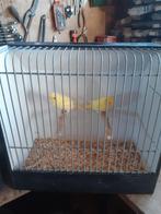 vogels, Meerdere dieren, Kleurkanarie