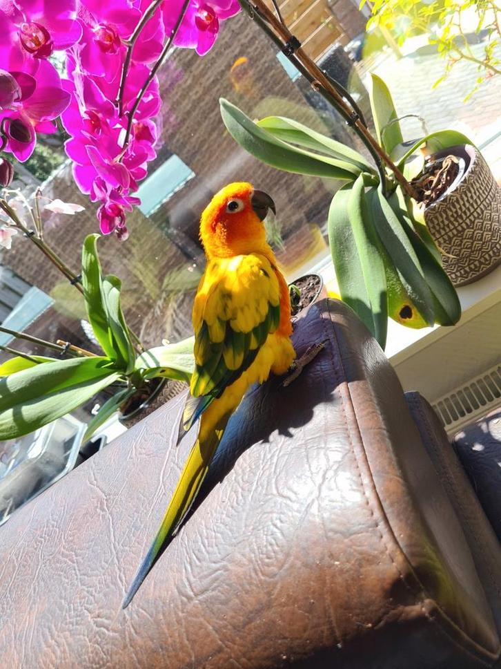 Tamme vogeltjes, Dieren en Toebehoren, Vogels | Parkieten en Papegaaien, Parkiet, Meerdere dieren