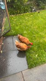 2 bruine legkippen, Dieren en Toebehoren, Pluimvee, Vrouwelijk, Kip
