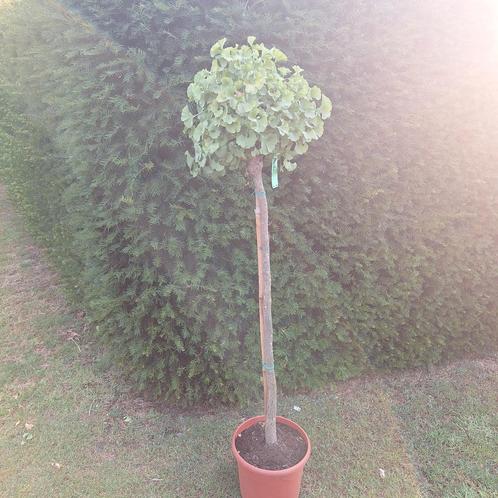 Japanse notenboom bolvorm, Tuin en Terras, Planten | Tuinplanten, Ophalen
