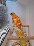 Turquoisine man., Dieren en Toebehoren, Vogels | Parkieten en Papegaaien, Mannelijk, Parkiet, Geringd