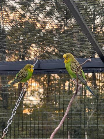 Groene grasparkiet, losse poppen! beschikbaar voor biedingen