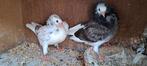 Te koop.sierduiven Oudhollands kapucijnen duiven, Dieren en Toebehoren, Vogels | Duiven, Meerdere dieren, Overige soorten