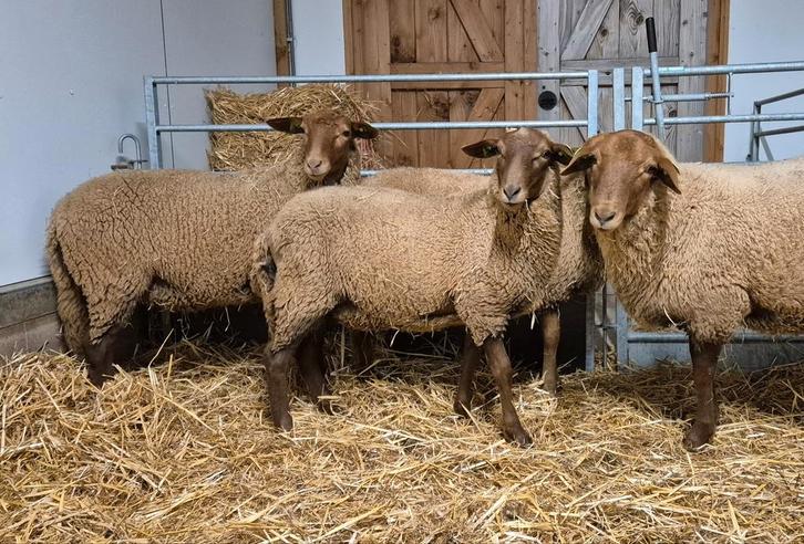 Stamboek coburger fuchs Rammen tekoop van 2025, Dieren en Toebehoren, Schapen, Geiten en Varkens, Schaap, Mannelijk, 0 tot 2 jaar