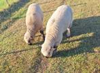 Hampshire down dekrammen te koop, Mannelijk, Schaap, 0 tot 2 jaar