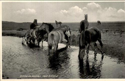 Drinkende paarden, Oerd Ameland, Verzamelen, Ansichtkaarten | Nederland, Gelopen, Waddeneilanden, Voor 1920, Ophalen of Verzenden