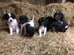 Friese Stabij pups, Overige rassen, 8 tot 15 weken, Meerdere, Meerdere dieren